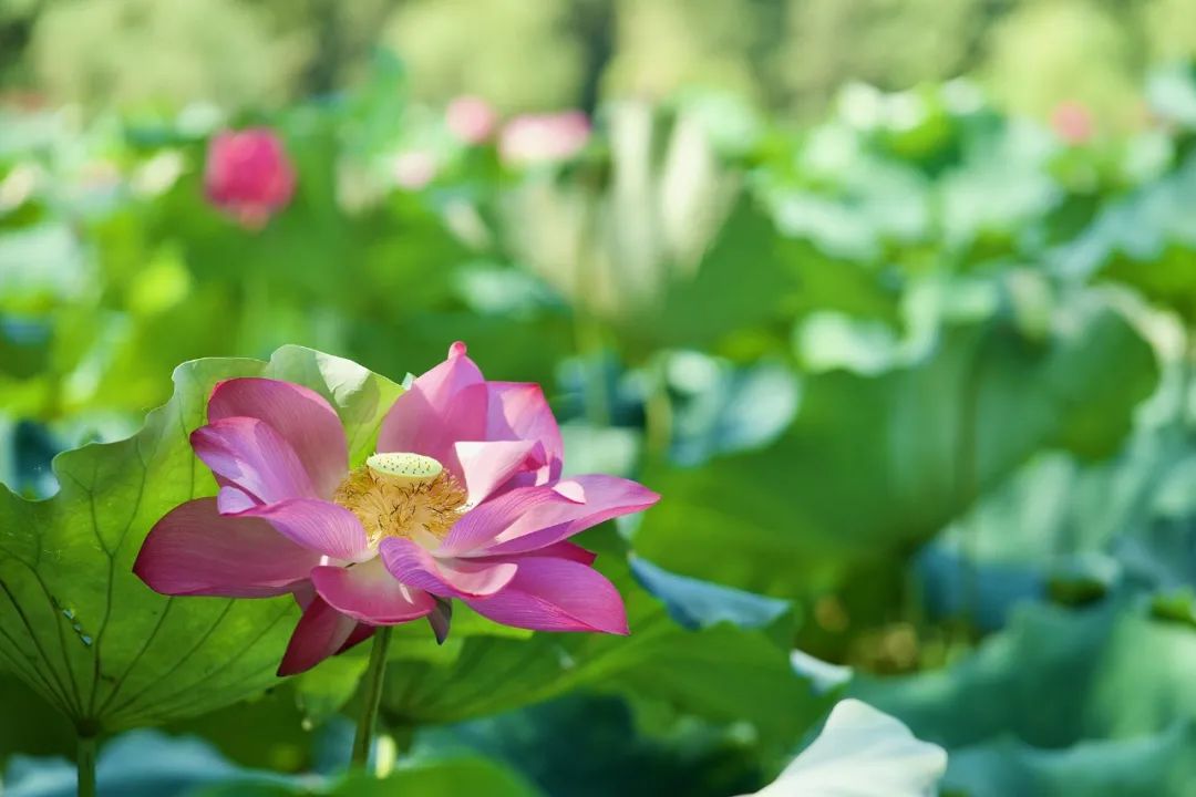 我虽然明白了无常，但并没有升起无常心实相